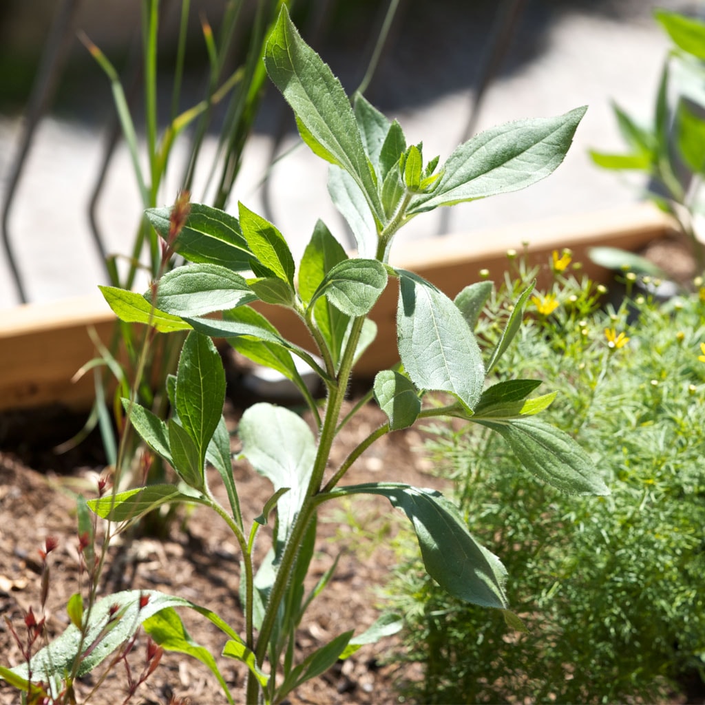 Garten in der Praxis am Lendhafen